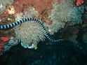 cobra de mer - Laticauda laticaudata